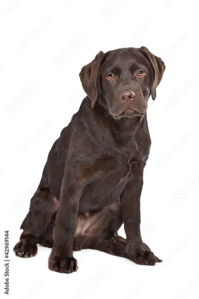 Chocolate Labrador