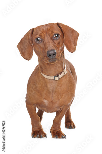 short haired dachshund