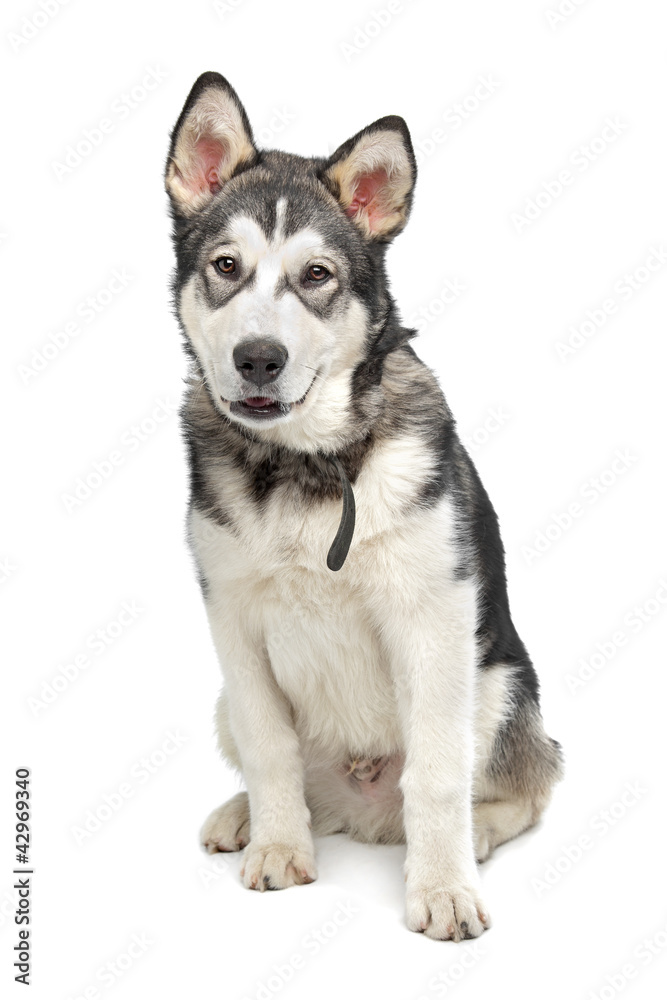 Alaskan Malamute puppy