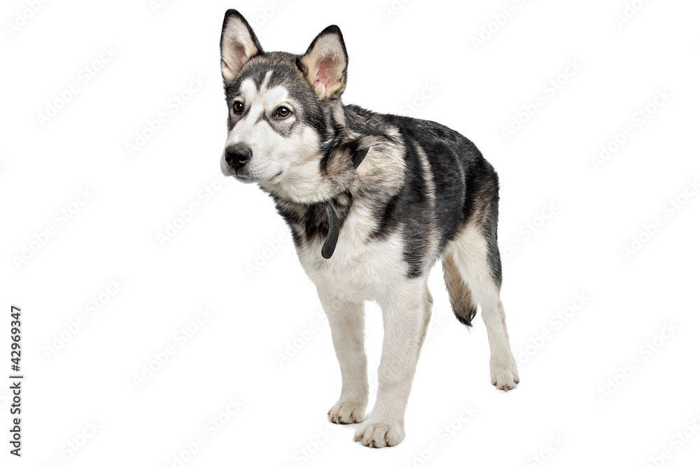 Fototapeta premium Alaskan Malamute puppy