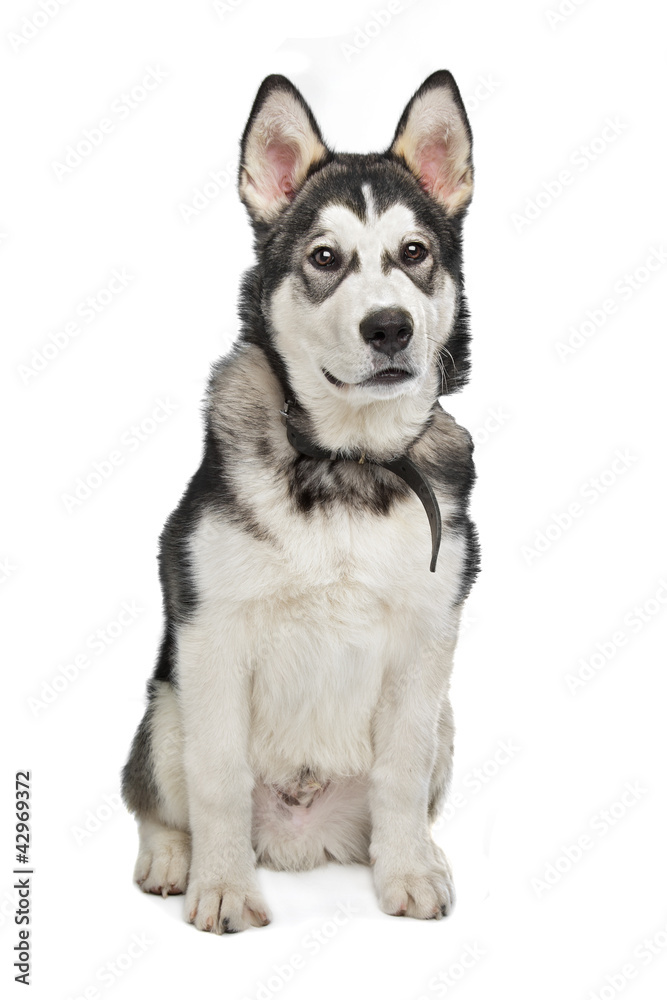 Alaskan Malamute puppy Alaskan Malamute puppy