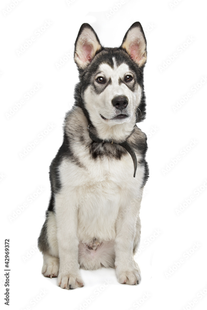 Alaskan Malamute puppy