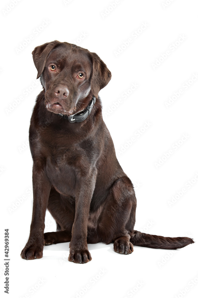 Chocolate Labrador