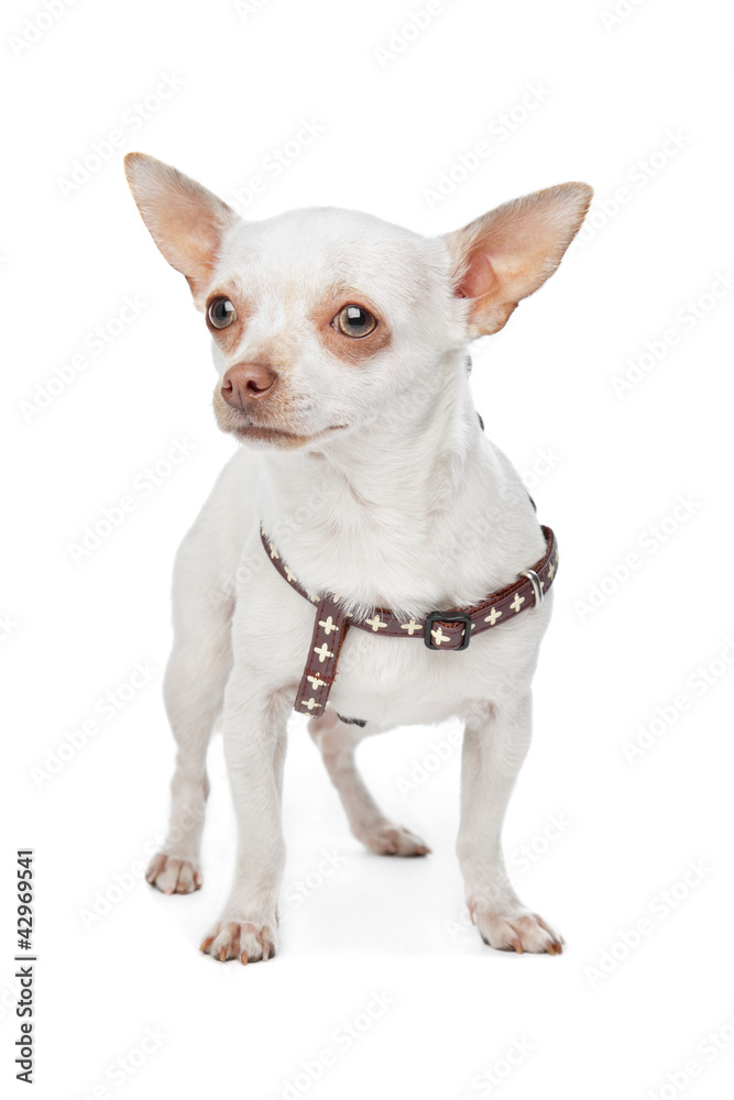 White Chihuahua