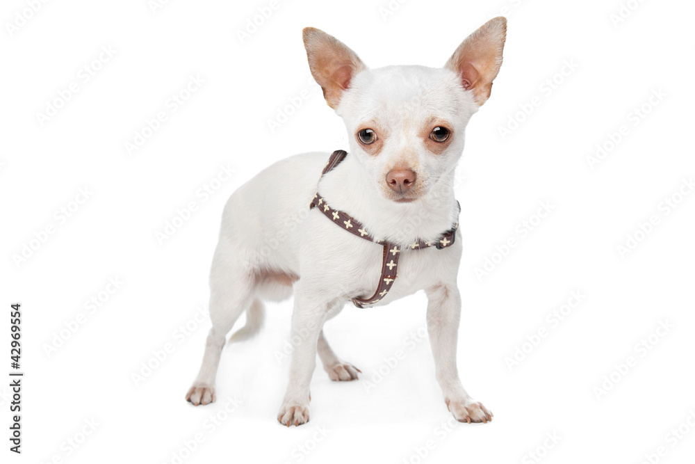 White Chihuahua