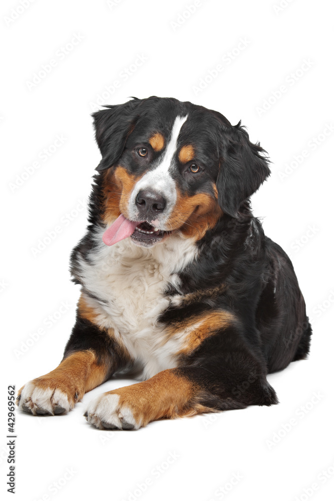 Bernese Mountain Dog