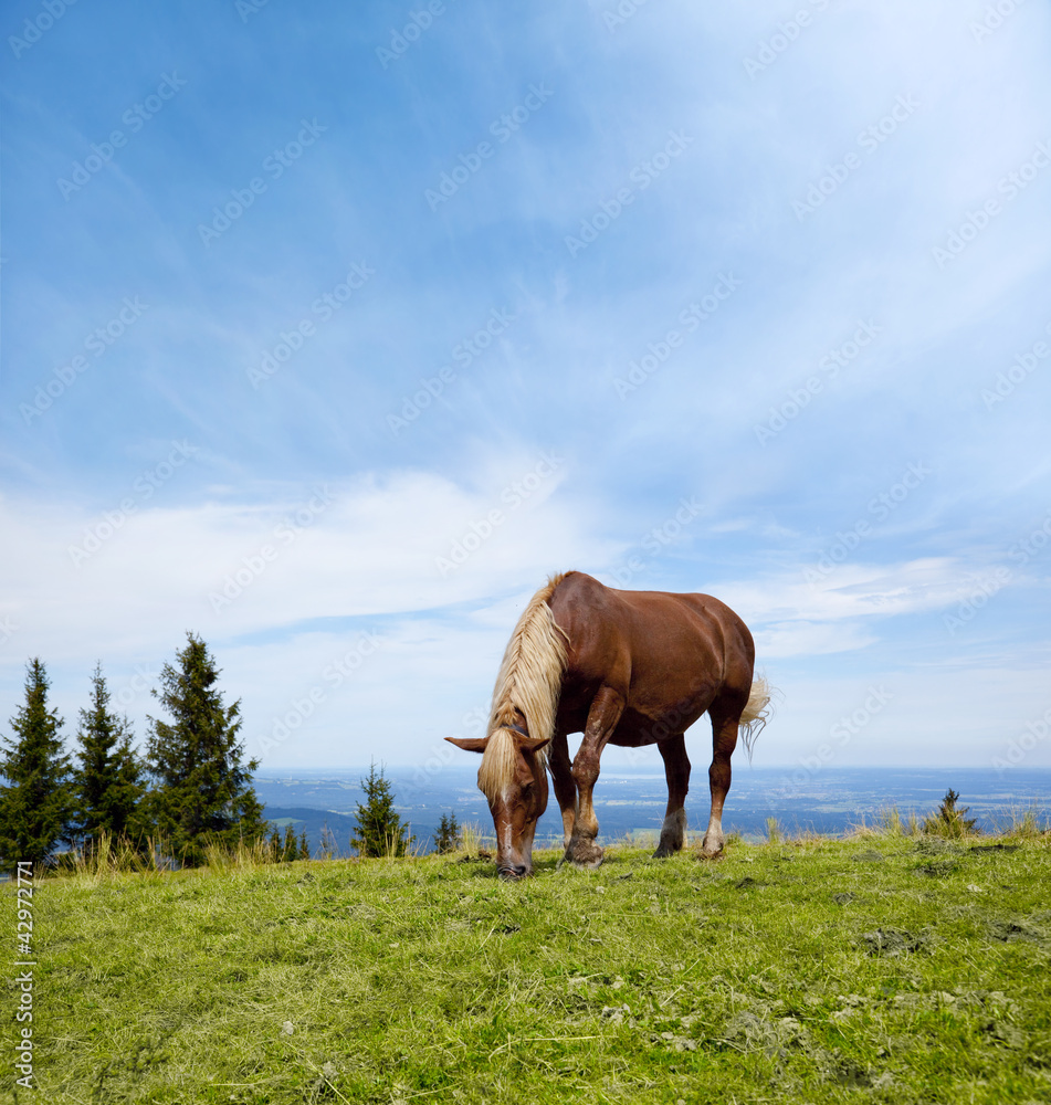 Haflinger am Hörnle (Allgäu)