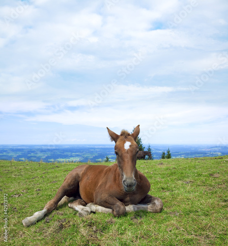 Haflinger Fohlen am Hörnle (Allgäu)