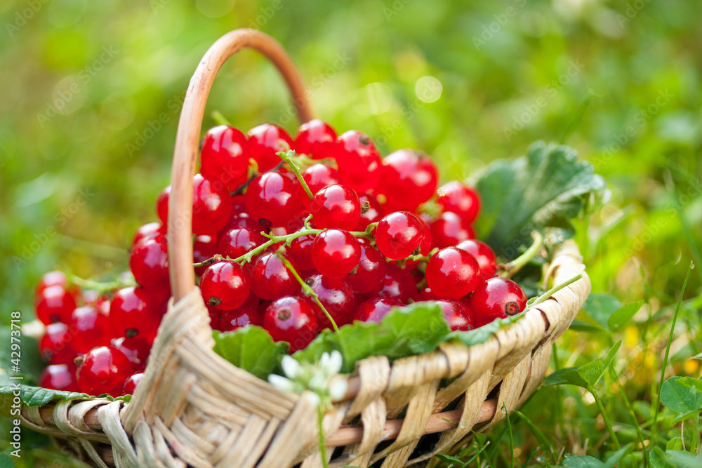 Red currant Red currant