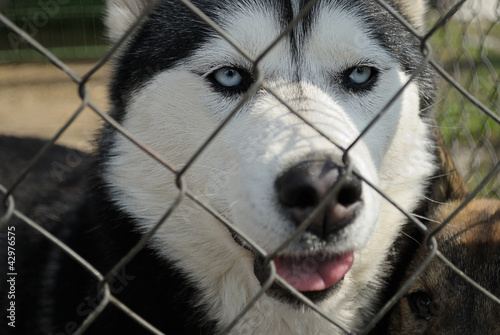 Husky locked up