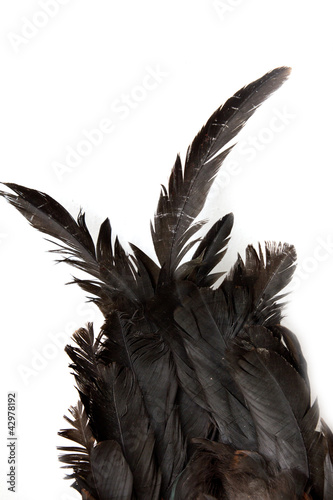 black feathers cock on white background