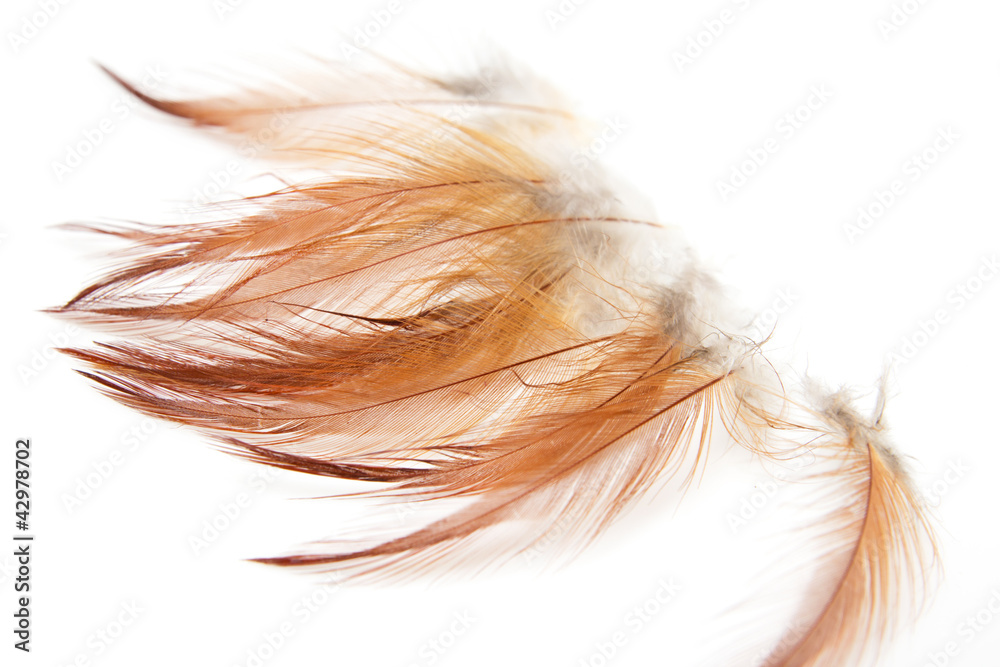 orange feathers on a white background orange feathers on a white background