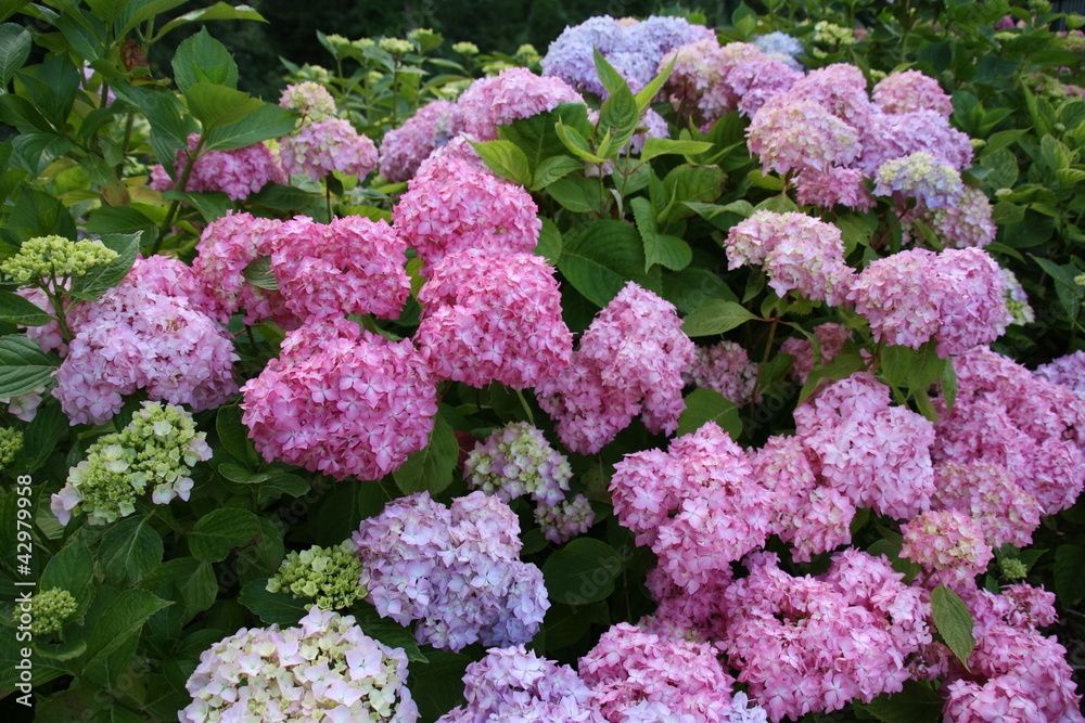 Hortensia bleu rose vert zoom fleur belle dehors fond Hortensia bleu rose vert zoom fleur belle dehors fond