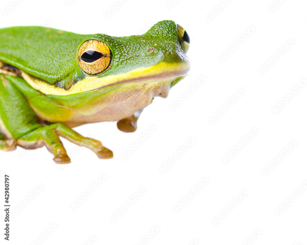 Obraz premium Tree frog isolated on white