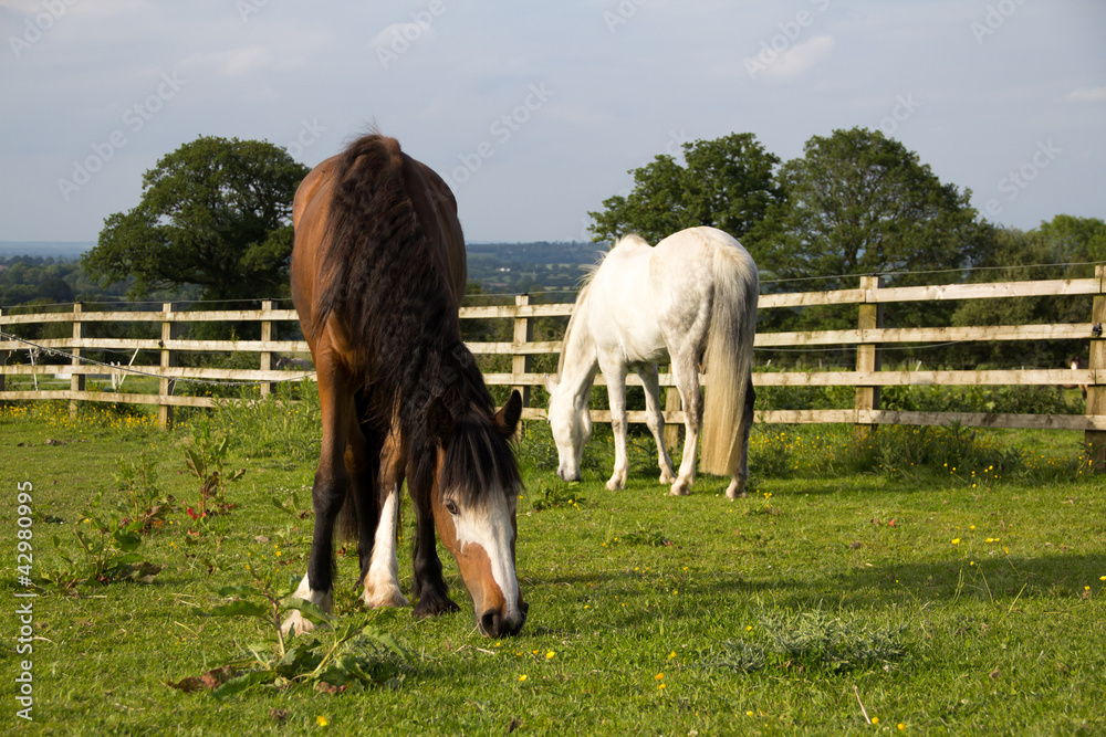Obraz premium Horses grazing