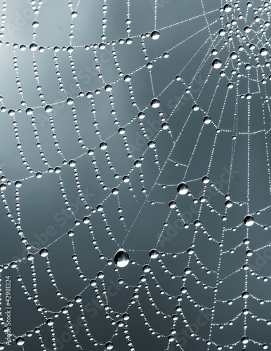 Monochrome rain drops on spider's web