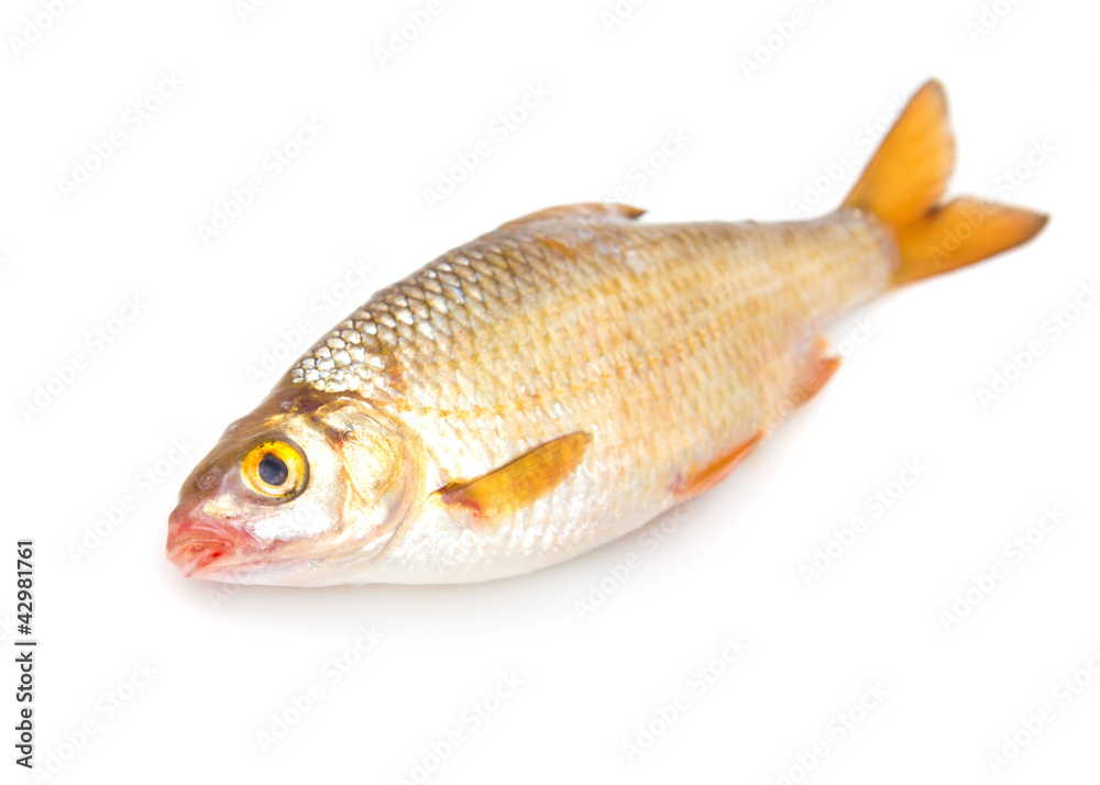 roach (Rutilus rutilus) on a white background roach (Rutilus rutilus) on a white background