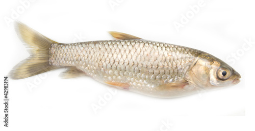 grass carp isolated on white