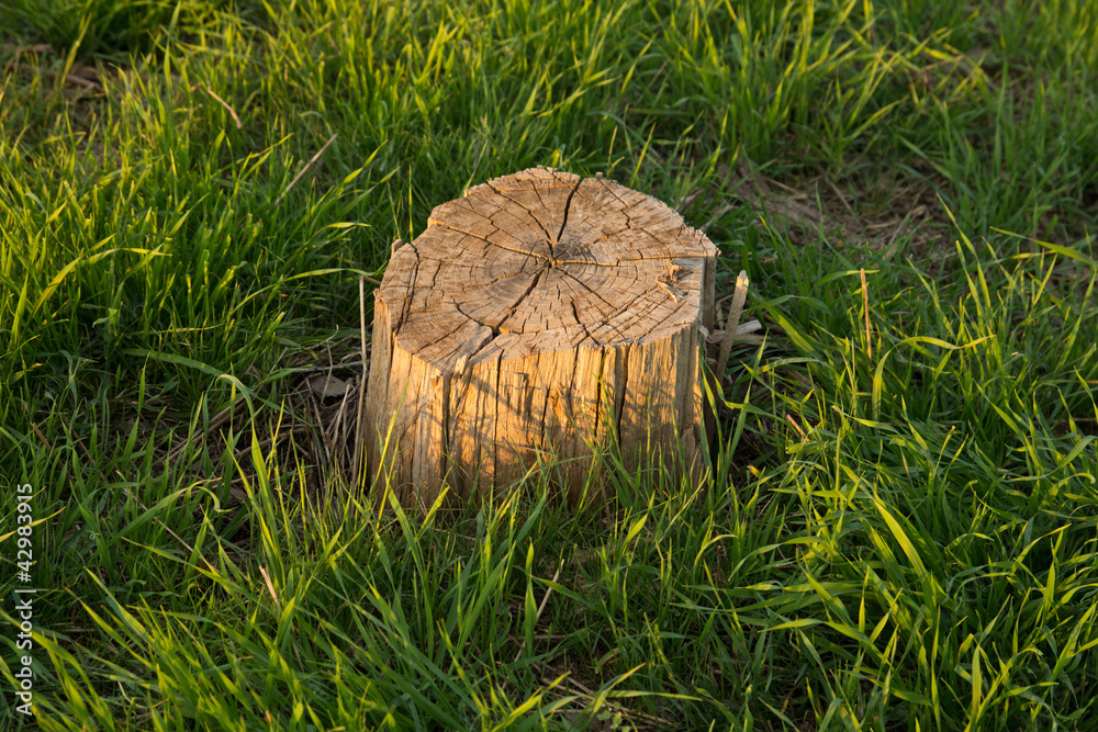 Stub from a tree in a beautiful green grass on a decline of day