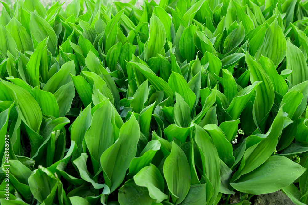 Fototapeta premium Beautiful background of green leaves