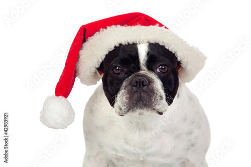 Fototapeta Naklejka Na Ścianę i Meble -  Beautiful french bulldog with christmas hat