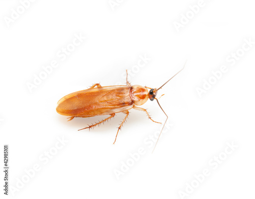 cockroach on a white background