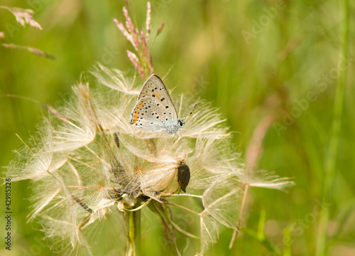 Lycaena alciphron photo