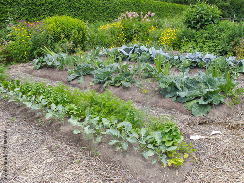 Fotografie Vegetable Garden