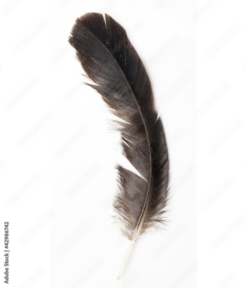 Bird feather isolated on white background Bird feather isolated on white background