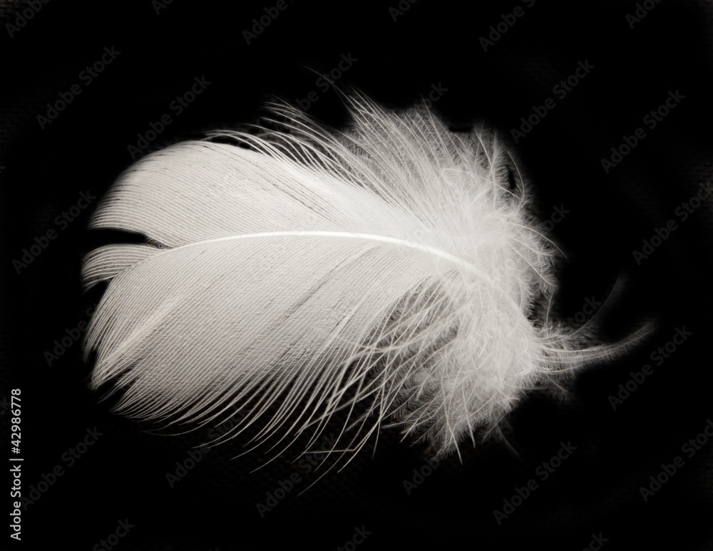 feather on the black background feather on the black background