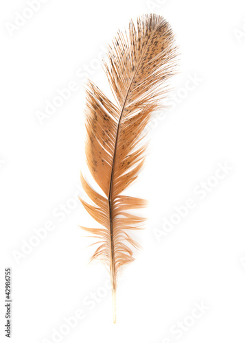 golden feather on a white background