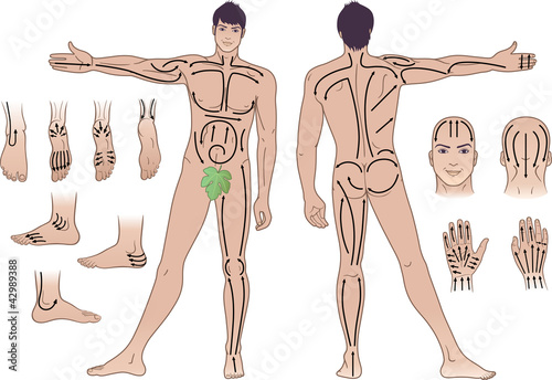 Full length (front & back) views of a standing naked man