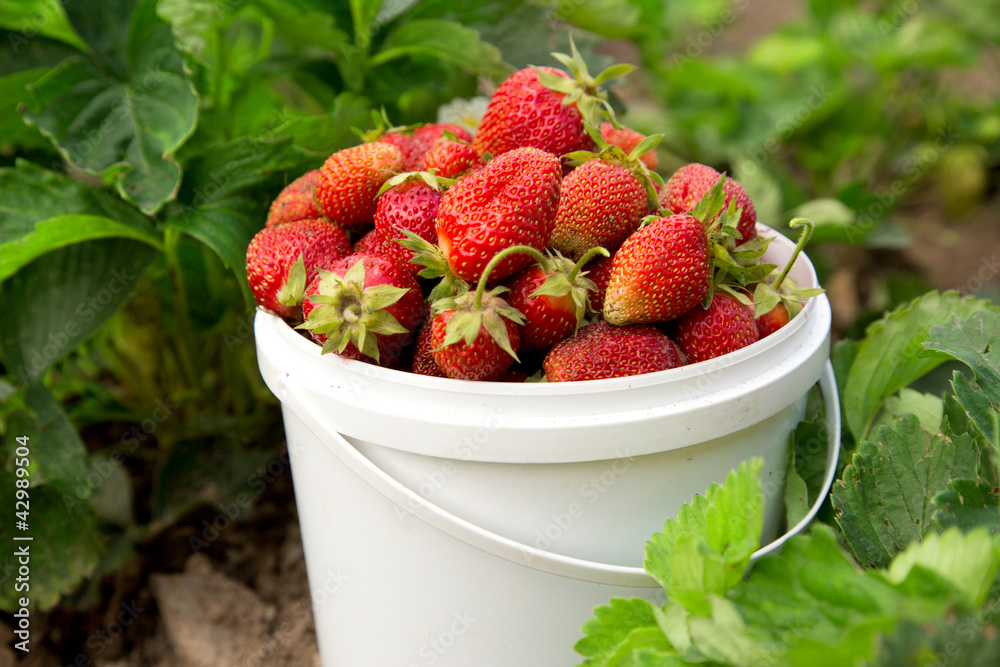 Ripe strawberry in basket on grass Ripe strawberry in basket on grass