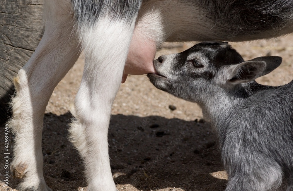 Goat kid getting a drink of mothers milk Goat kid getting a drink of mothers milk
