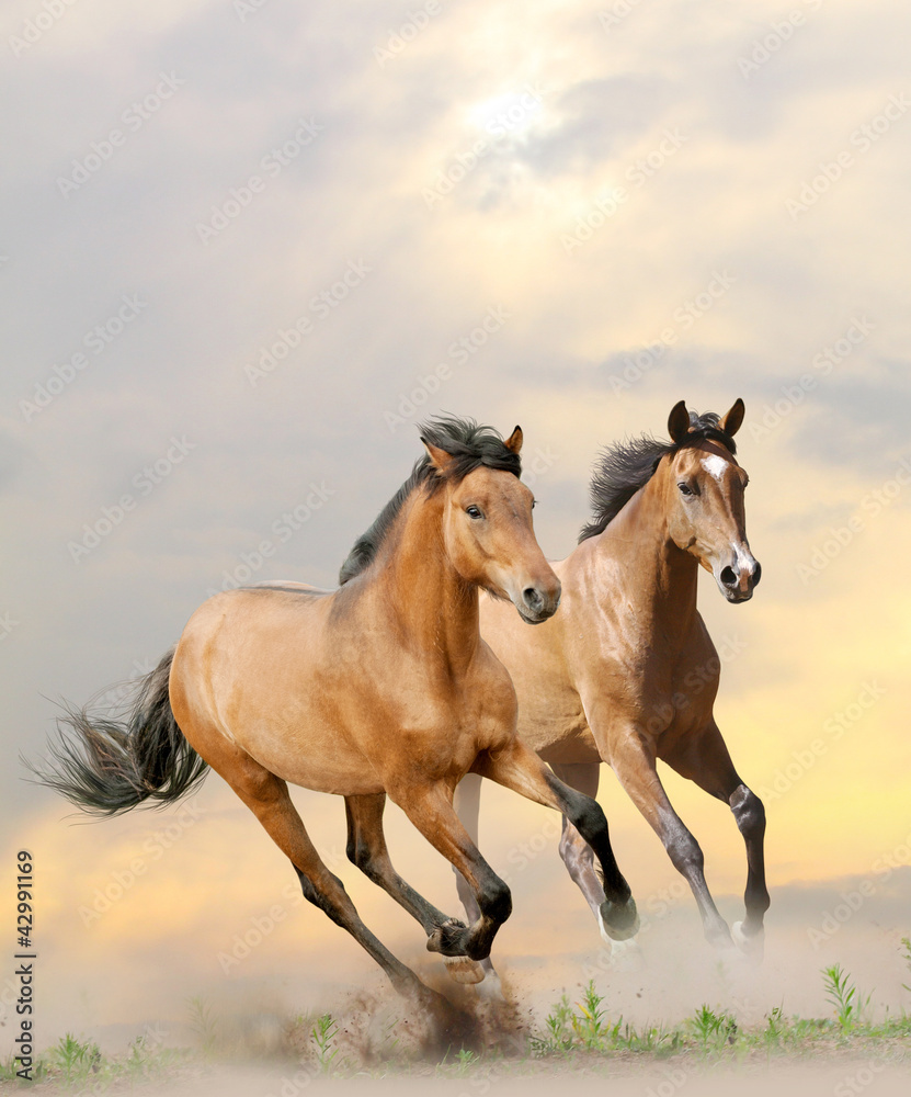 horses in dust horses in dust