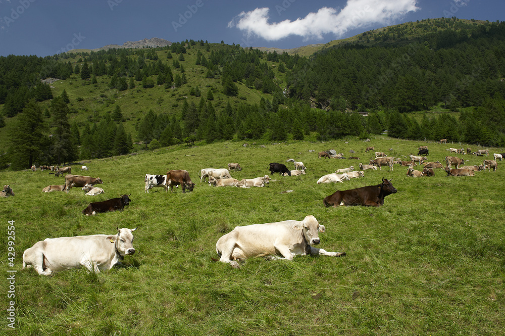 Fototapeta premium mucche