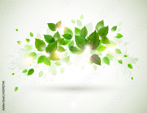 Summer shine on the branch with fresh green leaves