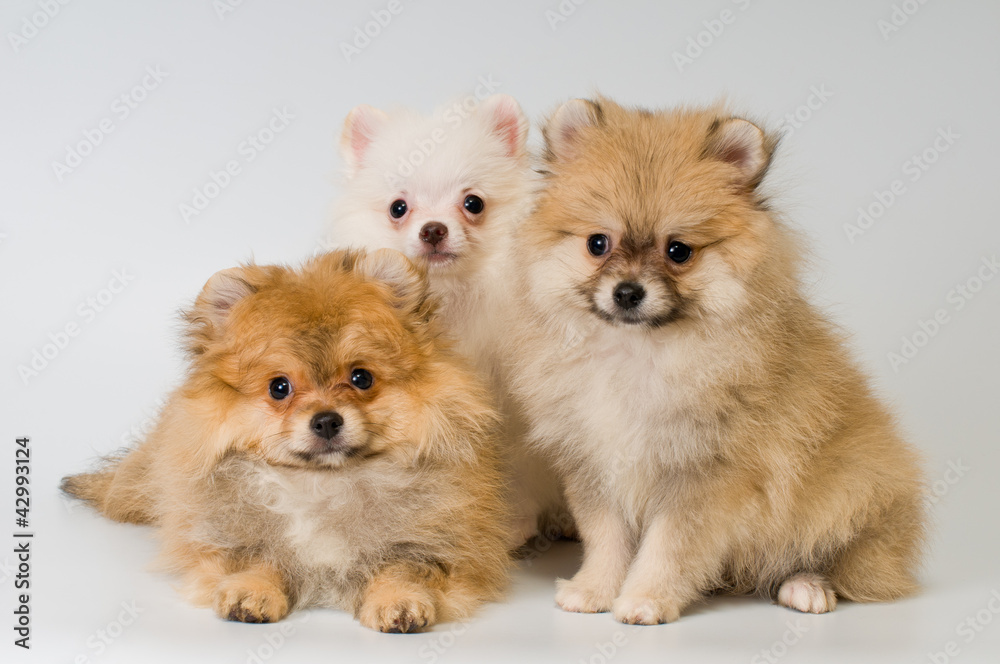 Three puppies of breed a Pomeranian spitz-dog in studio