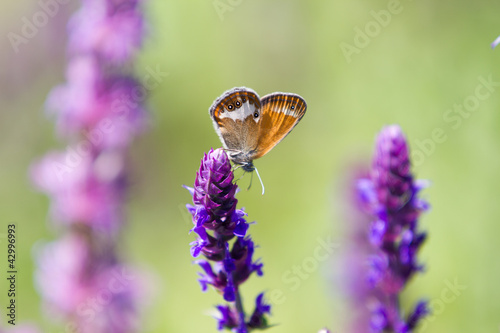 Orange and grey Coenonympha glycerin Butterfly, purple flower
