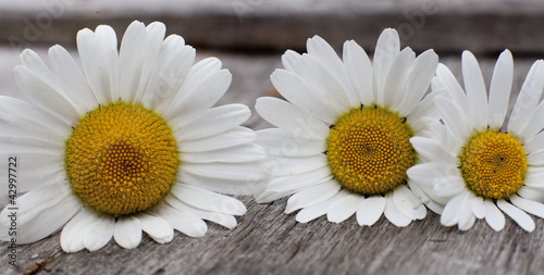 gros plan sur trois marguerites