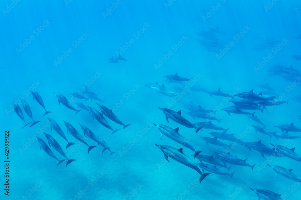 Naklejka premium Dolphins Underwater