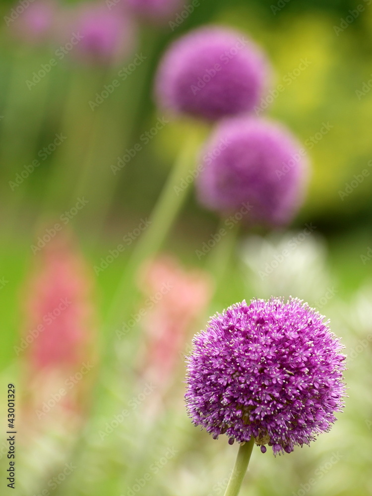 Obraz premium Allium