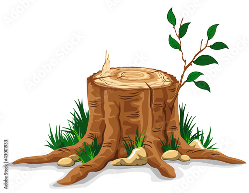 Tree stump photo