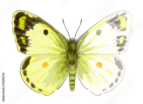 Butterfly Colias Erate. Unfinished Watercolor drawing imitation.