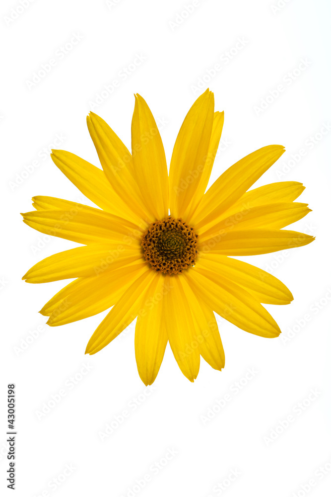 yellow daisy flower isolated on white background