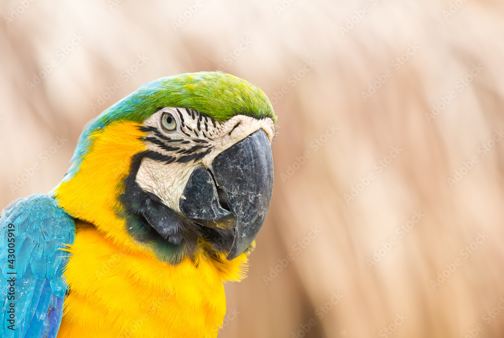 Portrait of Macaw