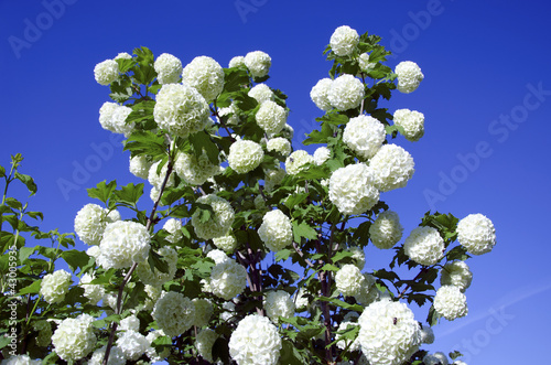Snowball white blooms on blue sky. Viburnum opulus photo