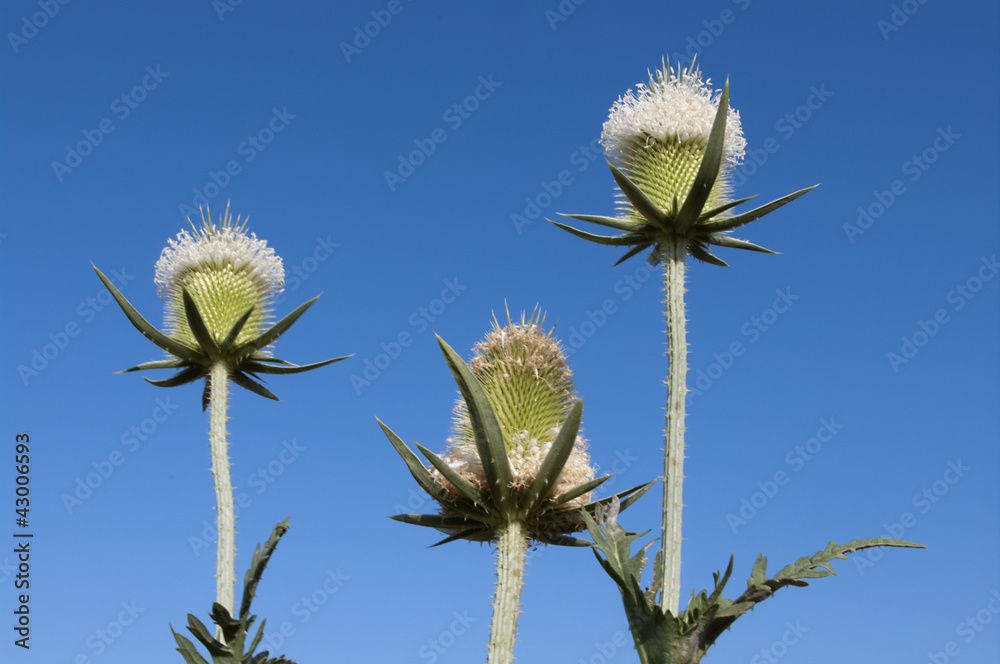 Three teasel fluffy white flowers isolated blue sky,