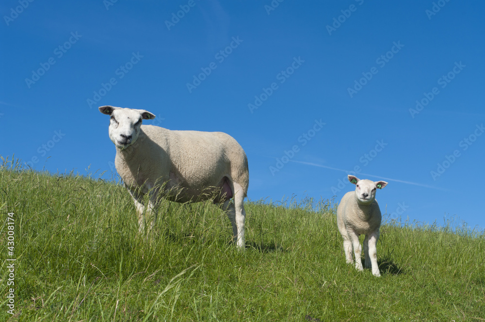 Fototapeta premium sheep with lamb