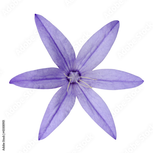 Macro of Purple Six Petal Flower Isolated on White